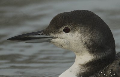 Great northern diver - IJsduiker - Gavia immer