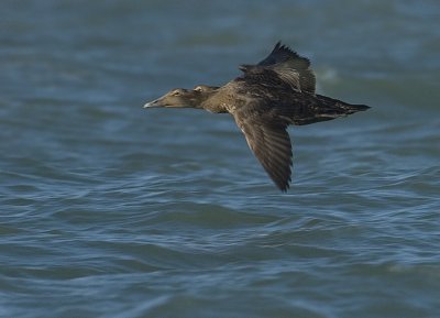 Common Eider - Somateria mollissima