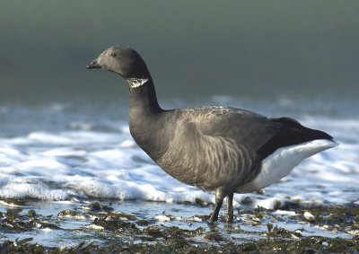 Brent goose - Branta bernicla