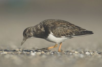 Turnstone - Arenaria interpres