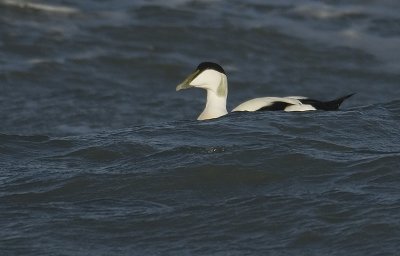 Common Eider - Somateria mollissima