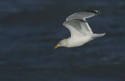 Herring gull - Larus argentatus