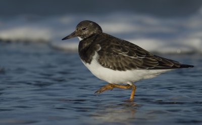 Turnstone - Arenaria interpres