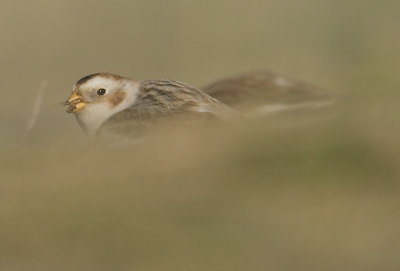 Snow bunting - Plectrophenax nivalis