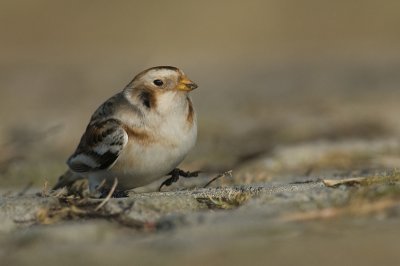 Snow bunting - Plectrophenax nivalis