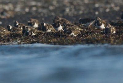 Turnstone - Arenaria interpres