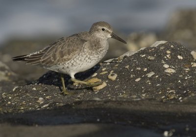 Knot - Calidris canutus