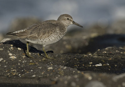 Knot - Calidris canutus