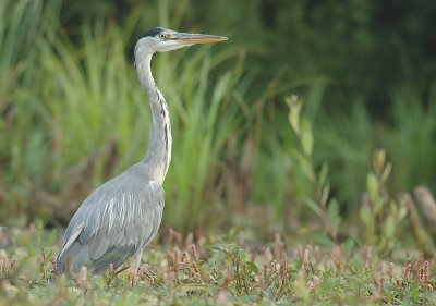 Grey heron - Ardea cinerea