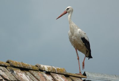 White stork - Ciconia ciconia