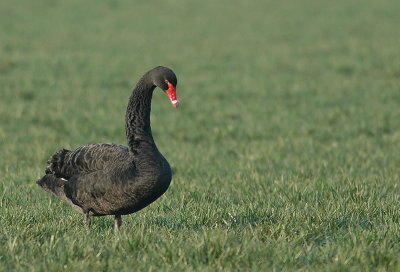 Black swan - Cygnus atratus