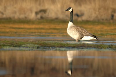 Canada goose - Branta canadensis