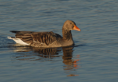 Greylag goose - Anser anser