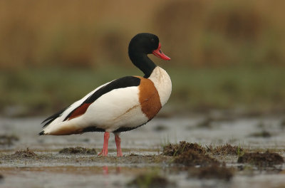 Shelduck - Tadorna tadorna