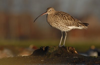 Curlew - Numenius arquata