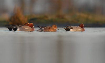 Wigeon - Anas penelope