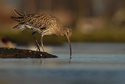 Curlew - Numenius arquata