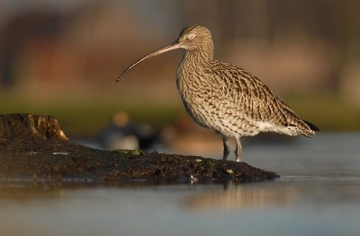 Curlew - Numenius arquata