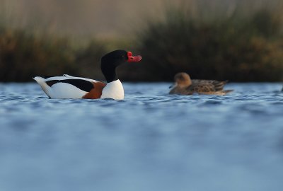 Shelduck - Tadorna tadorna