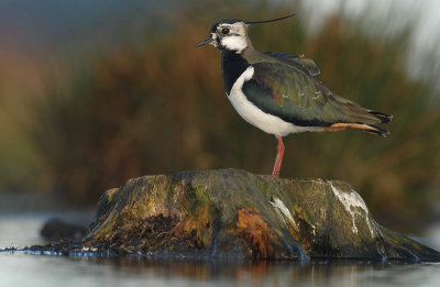 Lapwing - Vanellus vanellus