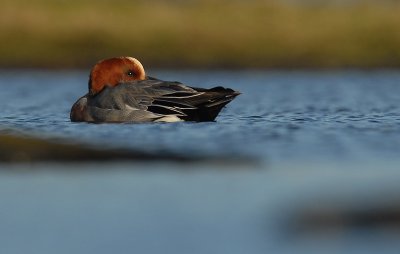 Wigeon - Anas penelope