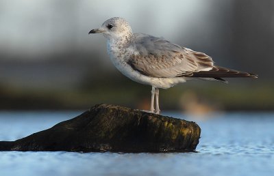 Common gull - Larus canus