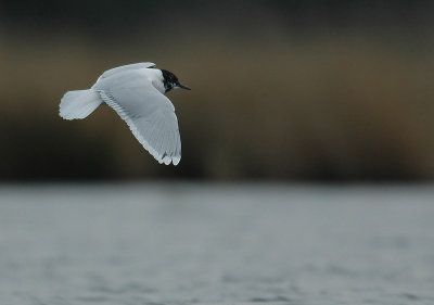 Little gull -Larus minutus