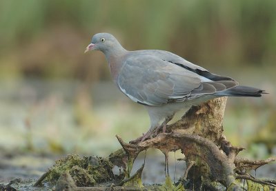 Wood dove - Columba palumbus