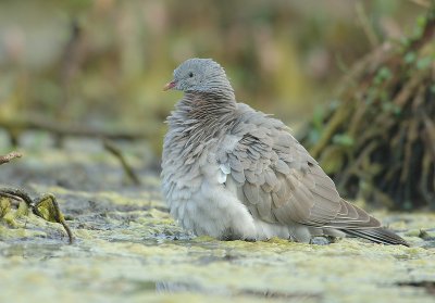 Wood dove - Columba palumbus