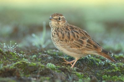 Wood lark - Lullula arborea