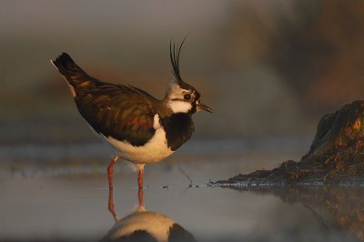 Lapwing - Vanellus vanellus