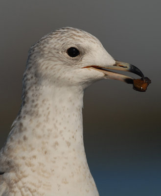 Common gull - Larus canus