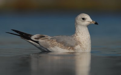 Common gull - Larus canus