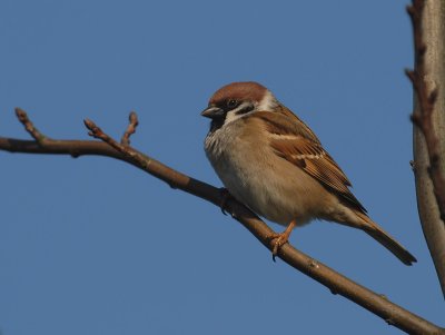 Tree sparrow - Passer montanus