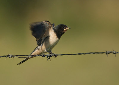 Barn swallow - Hirundo rustica