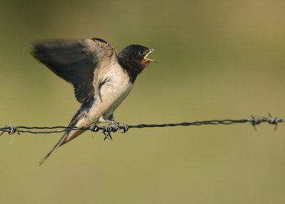 Barn swallow - Hirundo rustica