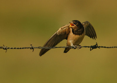 Barn swallow - Hirundo rustica