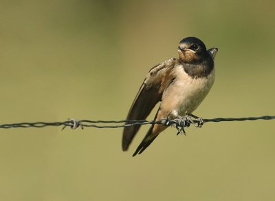 Barn swallow - Hirundo rustica