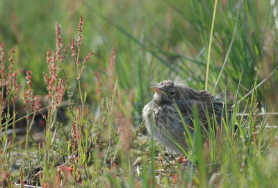 Tree pipit -  Anthus trivialis