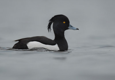 Tufted duck - Aythya fuligula