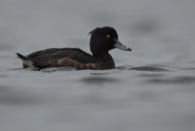 Tufted duck - Aythya fuligula