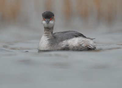 Black-necked grebe - Podiceps nigricollis