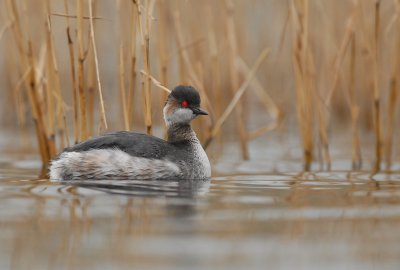 Black-necked grebe - Podiceps nigricollis