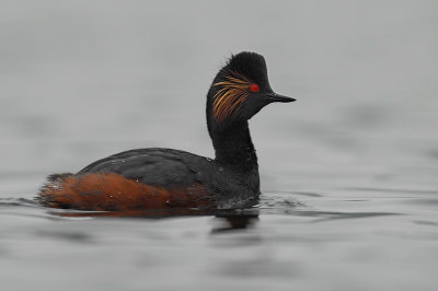 Black-necked grebe - Podiceps nigricollis