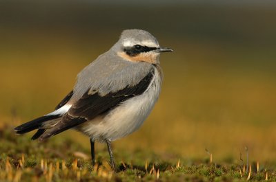 Wheatear - Oenanthe oenanthe