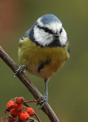 Blue tit - Parus caeruleus