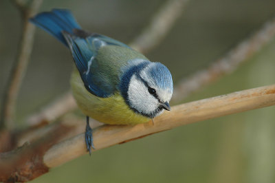 Blue tit - Parus caeruleus