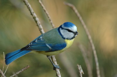 Blue tit - Parus caeruleus