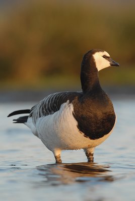 Barnacle goose - Branta leucopsis