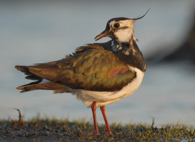 Lapwing - Vanellus vanellus